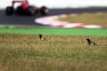 Testauftakt schon im Februar: Die Formel 1 gibt notgedrungen den frühen Vogel